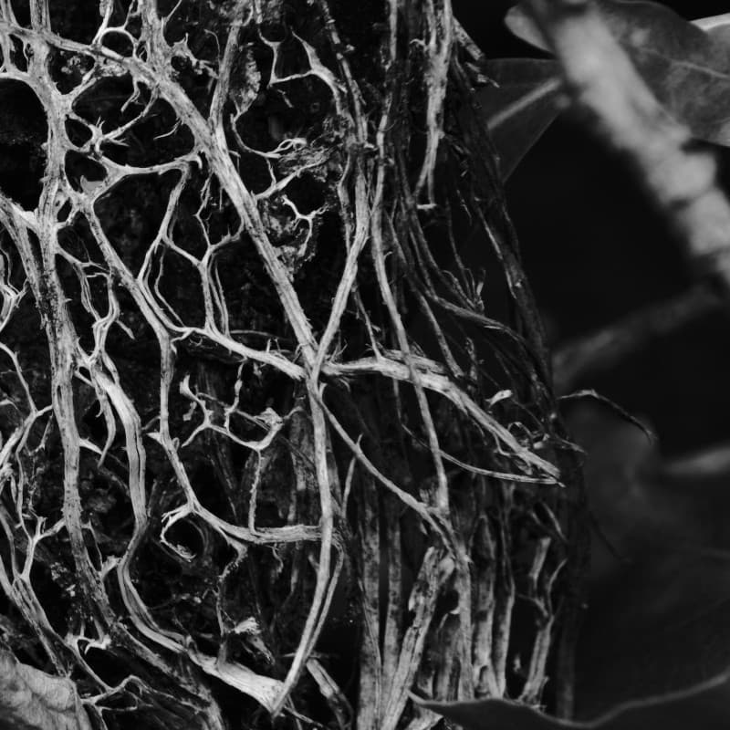 Hadopelagyal - Zalmathic Necroichorion LP